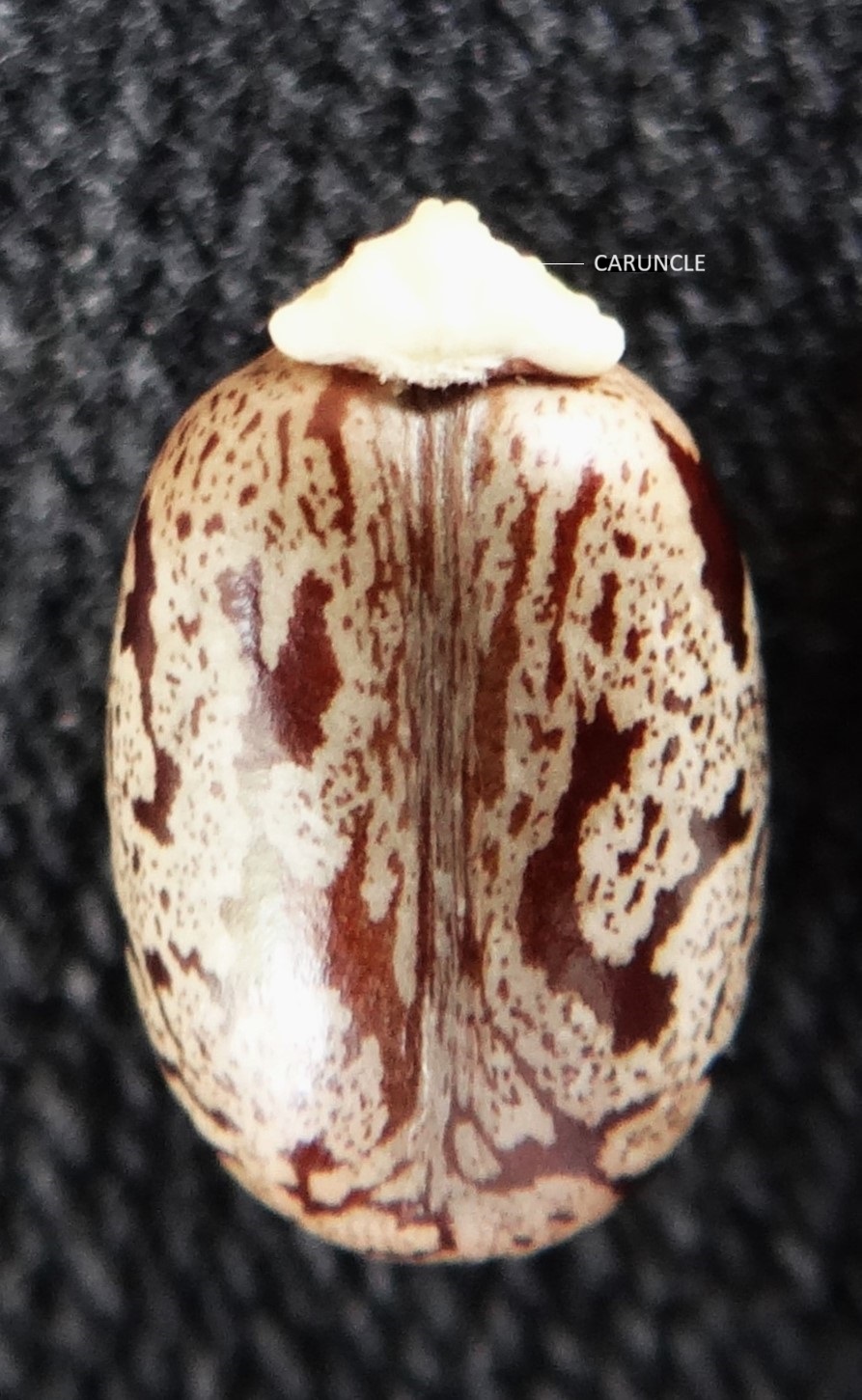 Seeds